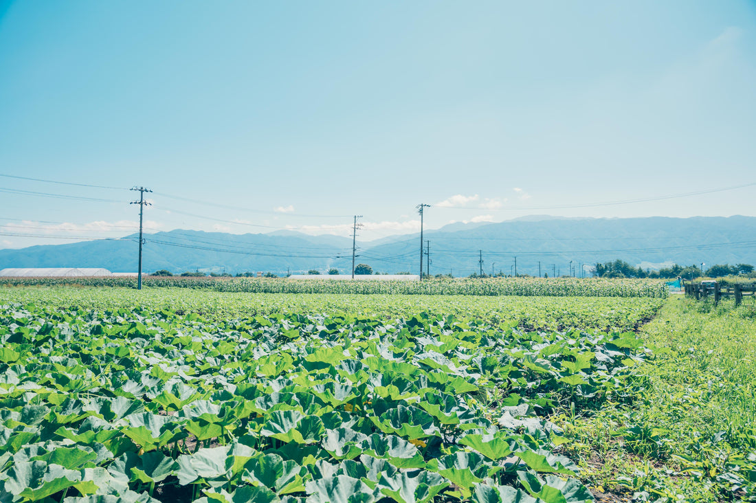 夏季休業期間中のご案内