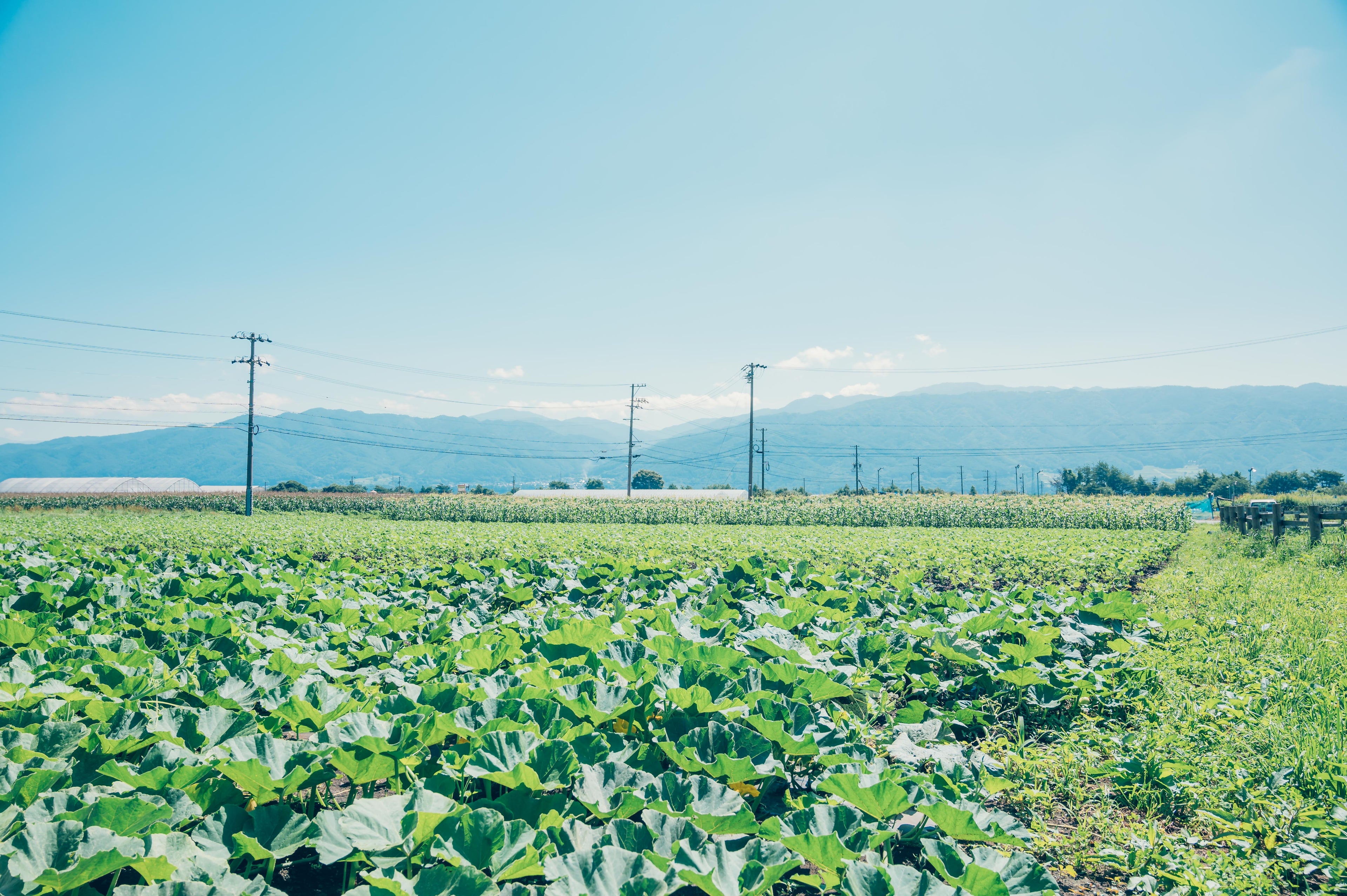 夏季休業期間中のご案内